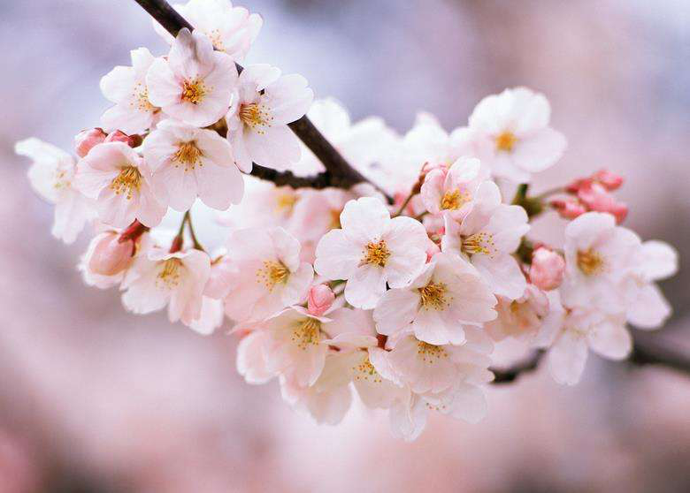樱花：高雅，质朴纯洁的爱情